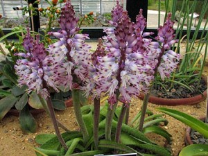 Lachenalia liliiflora